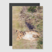 Young lion (Front/Back)
