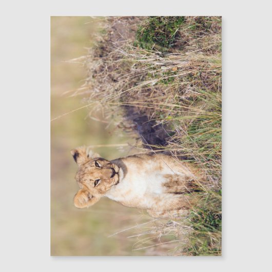 Young lion (Front)