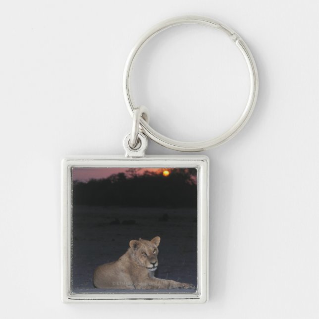 Young Lion at Sunrise Keychain (Front)