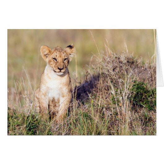 Young lion cards (Front Horizontal)