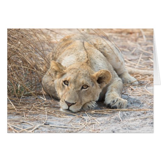 Young lion cards (Front Horizontal)