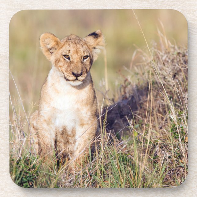 Young lion coaster (Front)