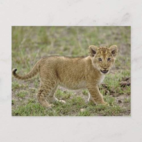 Young lion cub Masai Mara Game Reserve Kenya Postcard