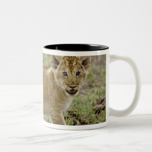 Young lion cub Masai Mara Game Reserve Kenya Two_Tone Coffee Mug