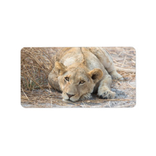 Young lion label