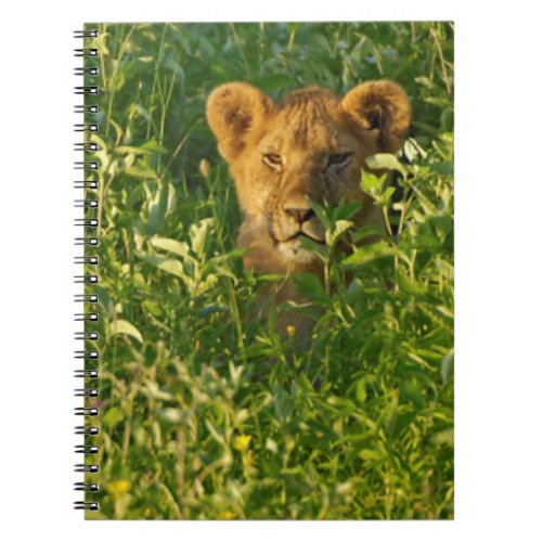 Young Lion Panthera Leo Stalking Ngorongoro Notebook