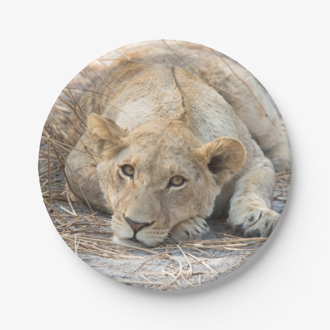 Young lion paper plates (Front)