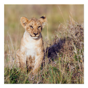 Young lion poster