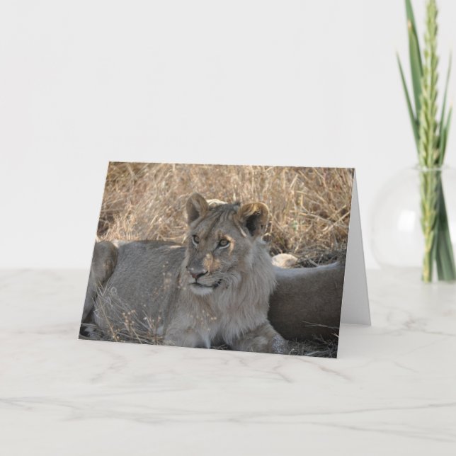 Young Lion, Tanzania Card (Front)