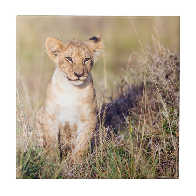 Young lion tile (Front)