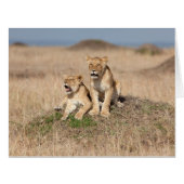 Young lions (Front Horizontal)