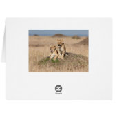 Young lions (Back Horizontal)