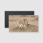 Young lions (Front/Back)