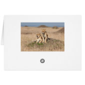 Young lions (Back Horizontal)