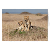 Young lions (Front Horizontal)