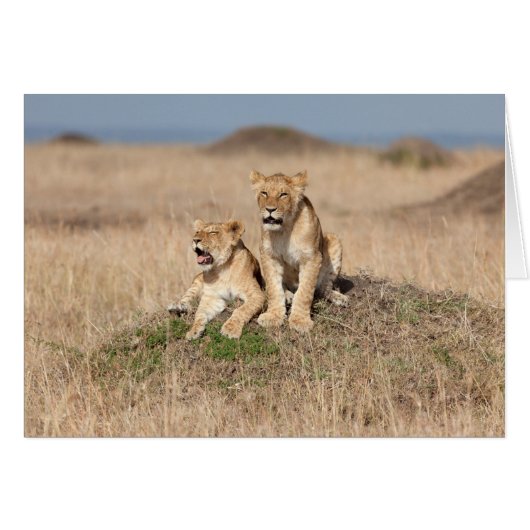 Young lions (Front Horizontal)