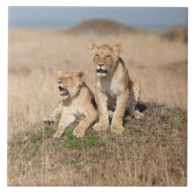 Young lions ceramic tile (Front)