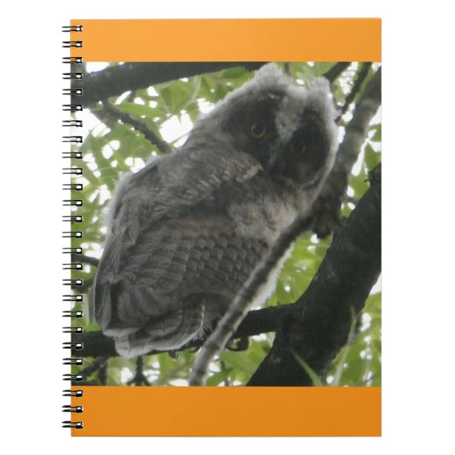 Young Long-eared Owl Photo Notebook (Front)