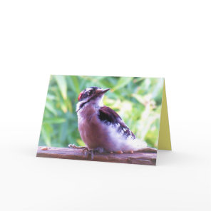 Young Male Downy Woodpecker on Railing Card