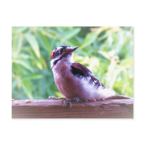 Young Male Downy Woodpecker on Railing Postcard
