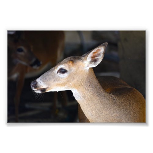 Young Male Key Deer Florida Photo Print