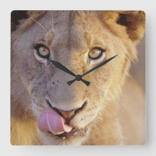 Young Male Lion Square Wall Clock