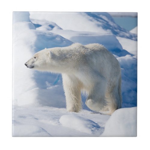Young Male Polar Bear Ceramic Tile