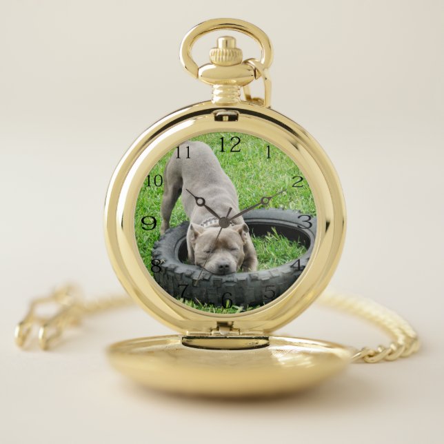 Young Male Staffy Playing With His Tyre, Pocket Watch (Inside)