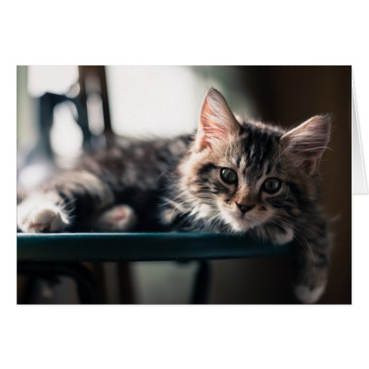 Young Male Tabby Cat 2 Cards (Front Horizontal)