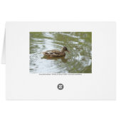 Young Mallard Duck - Roath Park Lake, Cardiff, UK (Back Horizontal)