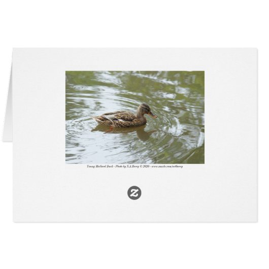 Young Mallard Duck - Roath Park Lake, Cardiff, UK (Back Horizontal)