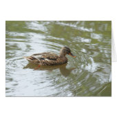 Young Mallard Duck - Roath Park Lake, Cardiff, UK (Front Horizontal)