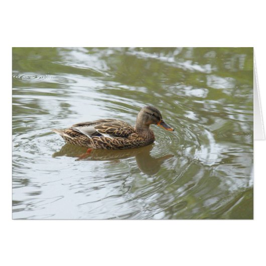 Young Mallard Duck - Roath Park Lake, Cardiff, UK (Front Horizontal)