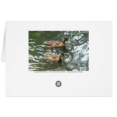 Young Mallard Ducks Cards (Back Horizontal)