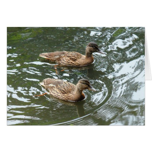 Young Mallard Ducks Cards (Front Horizontal)