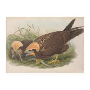 Young Marsh Harrier Bird_GC - Acrylic Wall Art