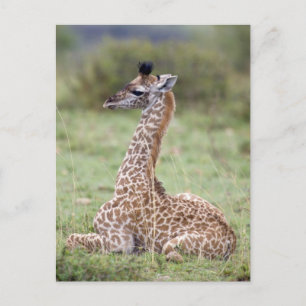 Young Masai Giraffe (Giraffa camelopardalis Postcard