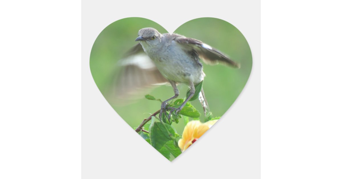 Young Mockingbird bird Stickers | Zazzle