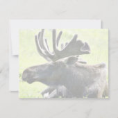 Young moose (Front)