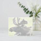 Young moose (Standing Front)