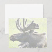 Young moose (Front/Back)