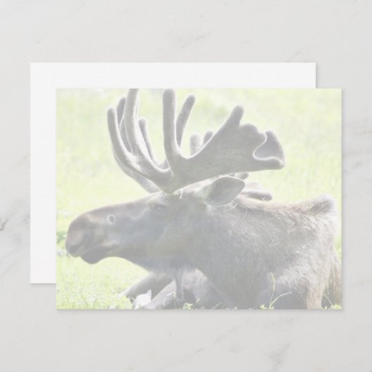 Young moose (Front/Back)