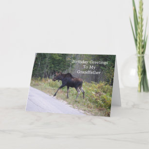 Young Moose On Road-Grandfather's Birthday Card