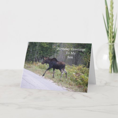 Young Moose On Road_Sons Birthday Card