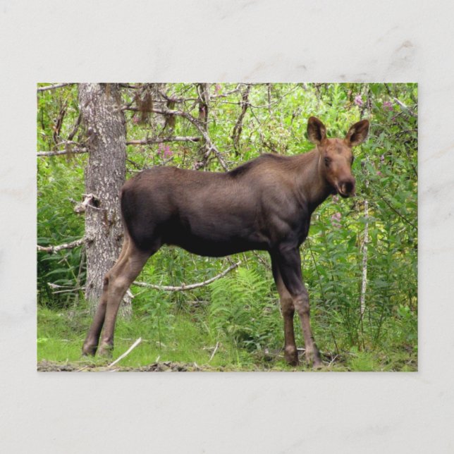 Young Moose Postcard (Front)