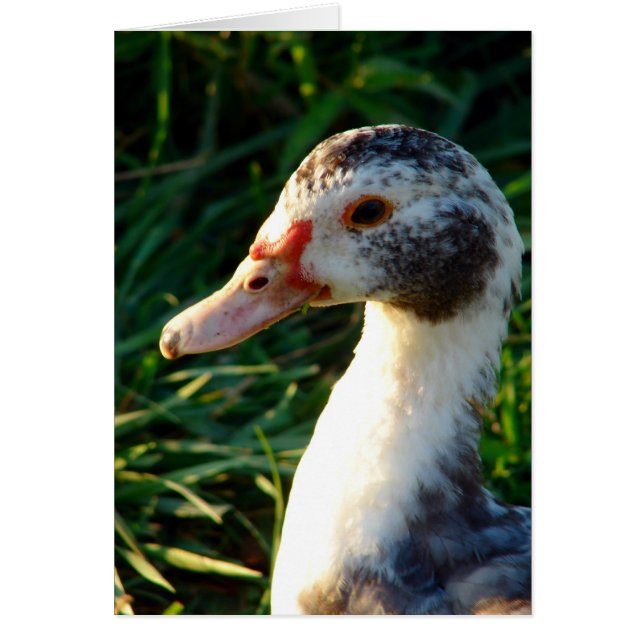 Young Muscovy Hen Duck Cards (Front)