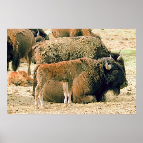 Young  Old Bison Poster