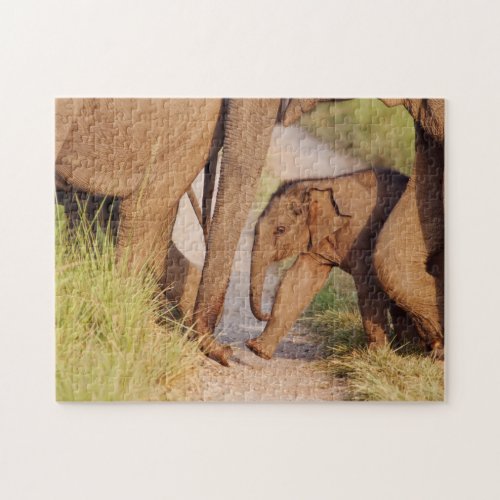 Young one of Indian Asian Elephant Jigsaw Puzzle