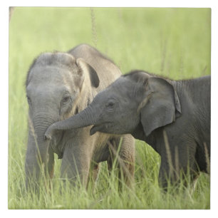 Young ones of Indian / Asian Elephant Ceramic Tile