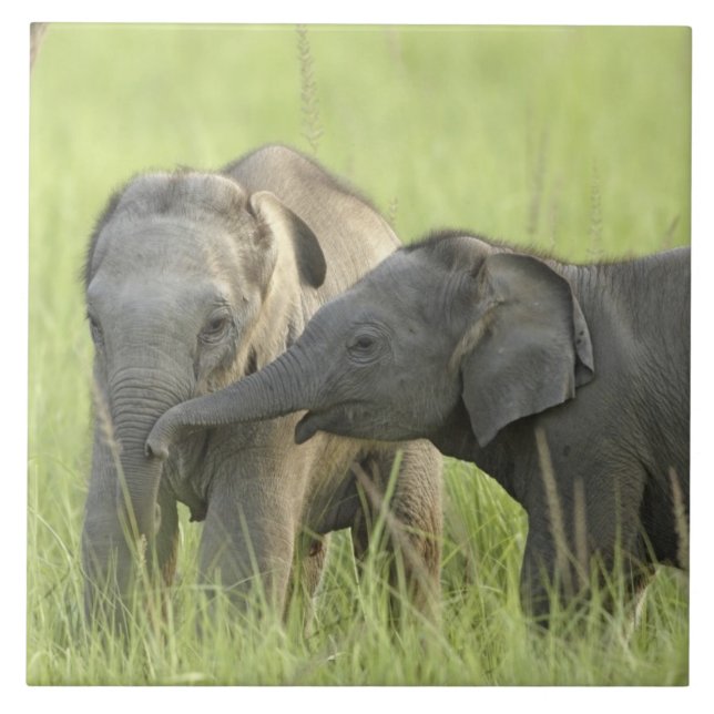 Young ones of Indian / Asian Elephant Ceramic Tile (Front)